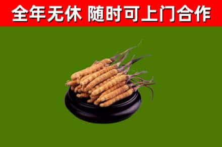 华蓥回收冬虫夏草