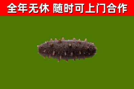 华蓥回收海参干